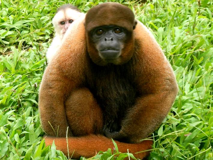 Two rescued monkeys of different species live together in harmony in a beautiful sanctuary in Ecuador