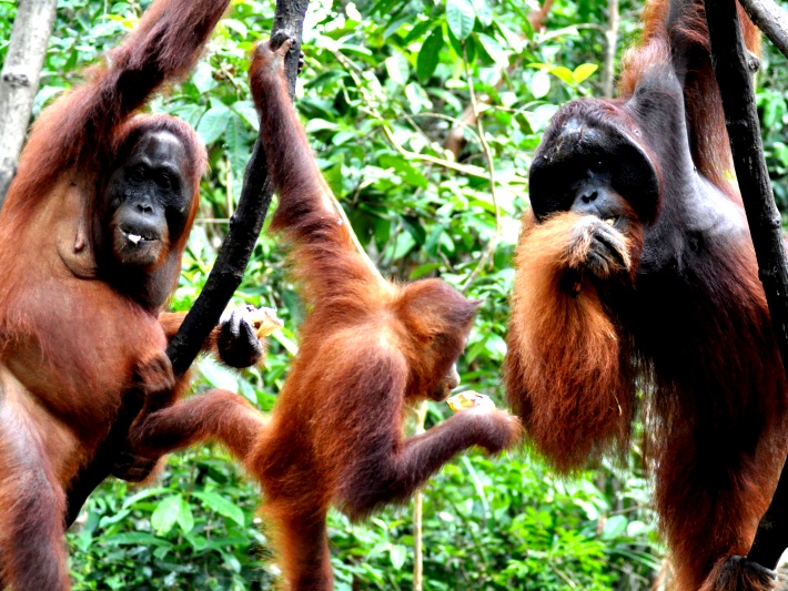 Orangutans swinging in the wild in Borneo