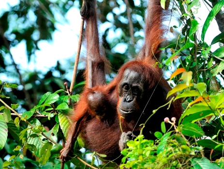 Mother and baby orangutan watch over the river from their tree