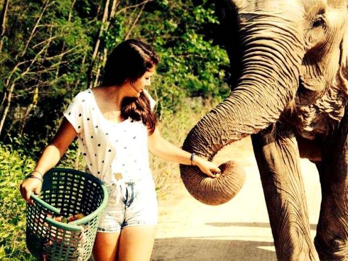 A volunteer feeds a rescued elephant in Thailand