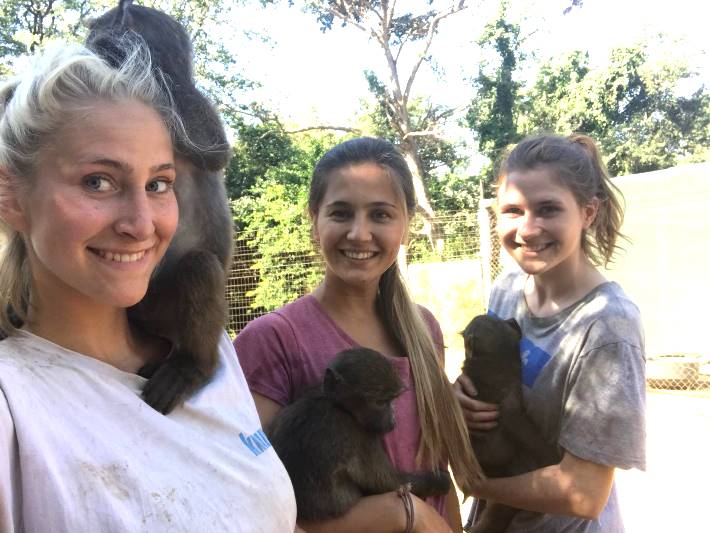 Volunteers help to care for baby primates in South Africa