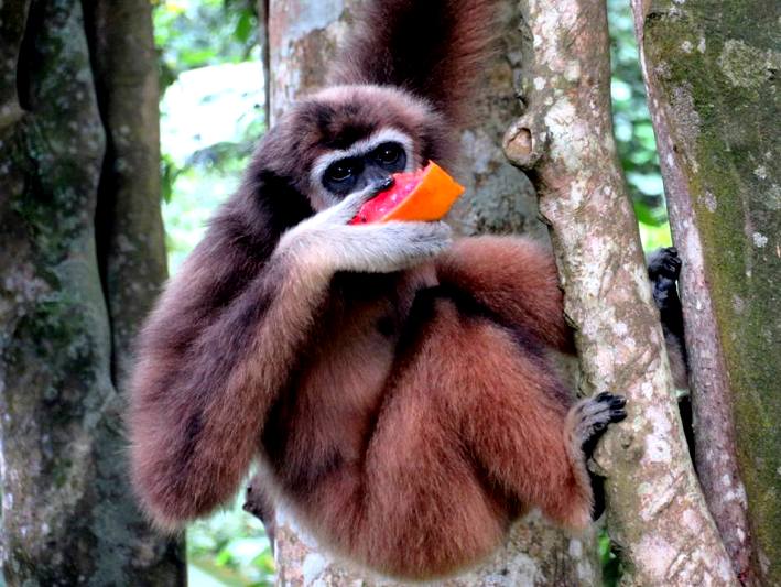 A gibbon relaxes in the trees