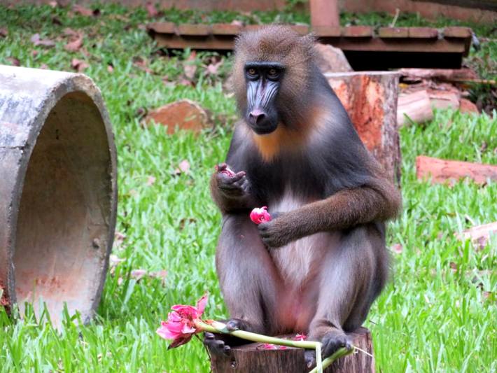 Beautiful primate in Malaysia