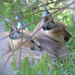 Caracal cuddle up at LIONSROCK