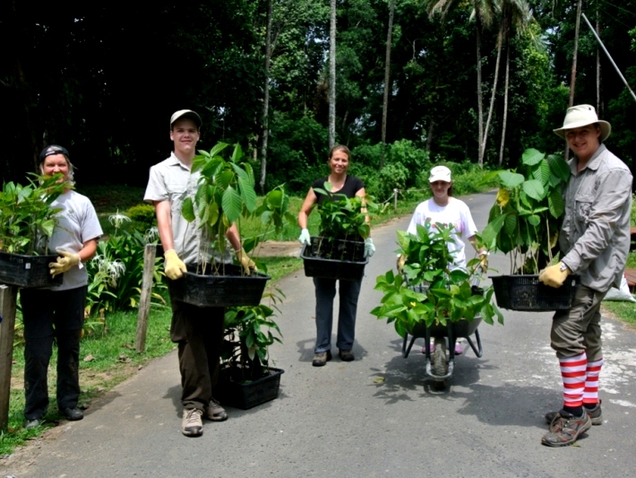 Volunteers help to regenerate the rainforest in Malaysia