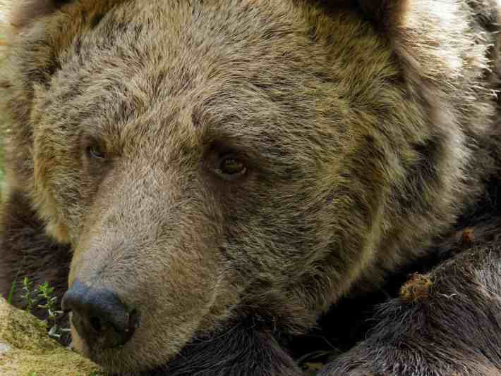 A bear that has been rescued enjoys life in his new sanctuary home in Romania