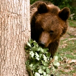 Romania bear hiding around a tree