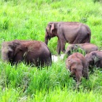 Elephants enjoy their freedom in the wild in Sri Lanka