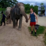 A volunteer walks with an elephant in Thailand