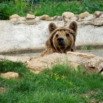 A bear enjoys splashing in the pool at the bear sanctuary