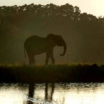 An elephant stands in the morning light