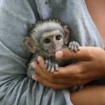 baby monkey in South Africa in hand of volunteer