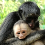 Work closely with a variety of monkeys in Ecuador