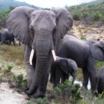 Elephants in South Africa