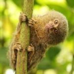 A cutey looks out from behind a tree in his new home at the wildlife sanctuary in Ecuador