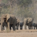 See elephants in the wild in Namibia