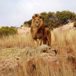 male lion in the savanna in South africa