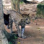 Big cats explore their new enclosure on the zoo internship in Malaysia