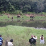 Volunteers monitor elephants in the wild in Sri Lanka