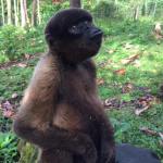 Meet amazing monkeys in Ecuador