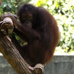 An orangutan that has been cared for by Oyster Worldwide volunteers