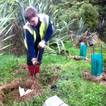 Volunteer helps with planting on the conservation project in Australia