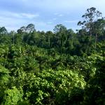 Lush green rainforest in Borneo