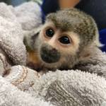 Baby monkey at the wildlife sanctuary