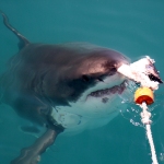 A shark comes to the surface of the water