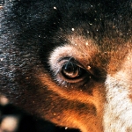 Close up picture of the smallest bear in the world, the Bornean sun bear