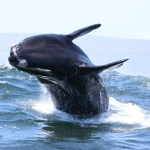 A whale breaches in South Africa