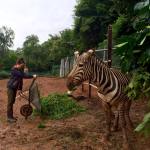 A participant volunteering in Malaysia works to improve the welfare of a zebra in a zoo