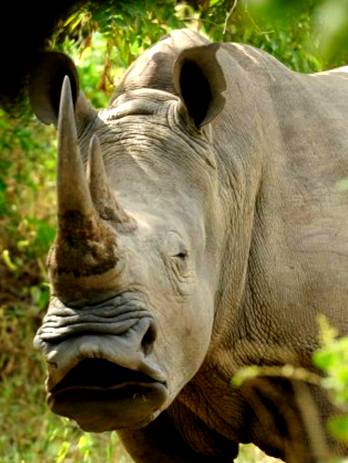 Did you know that rhino horn is made from the protein keratin? It grows just like hair and nails.