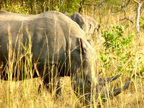 Facts about rhinos: rhinos have to eat consistently during the time that they are awake. As they only eat grass and greenery, they have to consume a lot to sustain their large bulk.