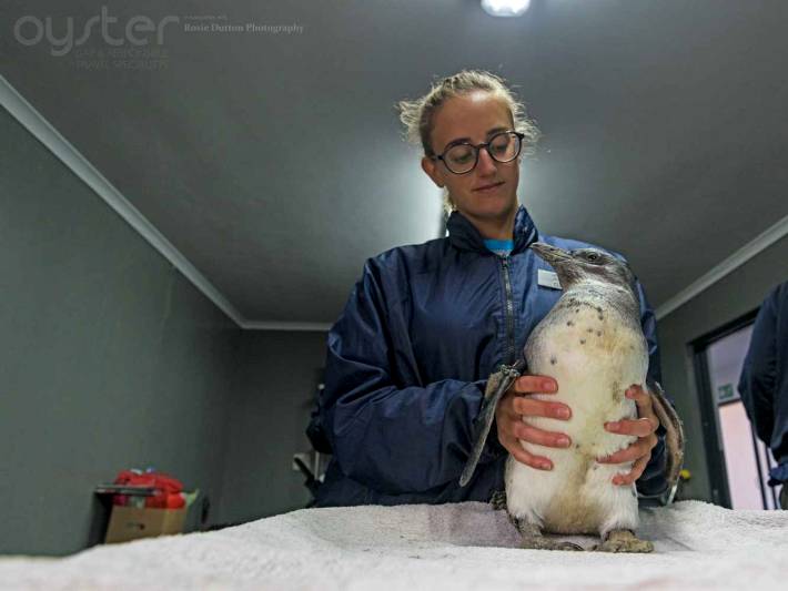 It's not just about the sharks on our shark volunteer project - here a volunteer helps to care for a penguin at the seabird sanctuary