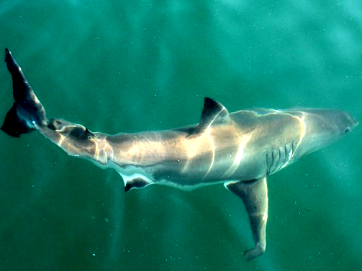 A shark swims in the sea, allowing volunteers to collect data about it