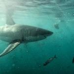 Underwater photo of a great white shark swimming in South Africa