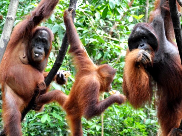 Orangutans enjoy their natural habitat in Borneo