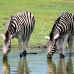 Zebras drink on the Big 5 game reserve in South Africa