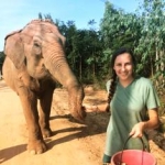 volunteering with elephants in Thailand