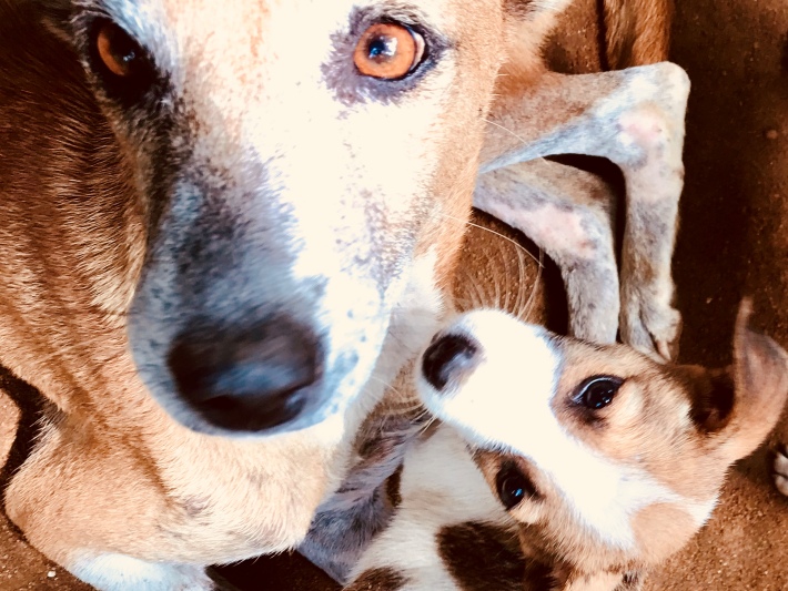 Whilst volunteering in Sri Lanka on an elephant conservation project, our volunteers encountered these very cute puppies