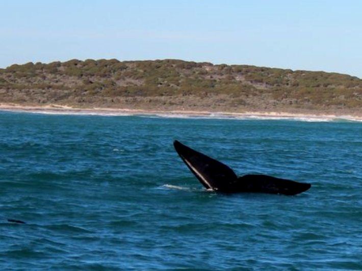 A whale heads back under the water