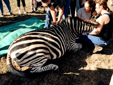 Participants in South Africa help to relocate a zebra