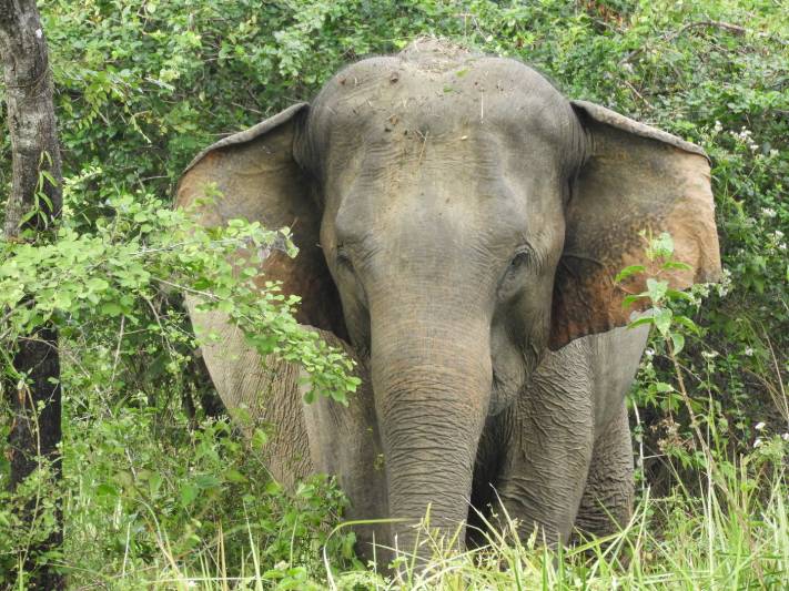 An elephant emerges from the trees in Sri Lanka