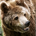 A bear at the sanctuary in Romania