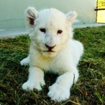 Cub at Kwantu game reserve, South Africa