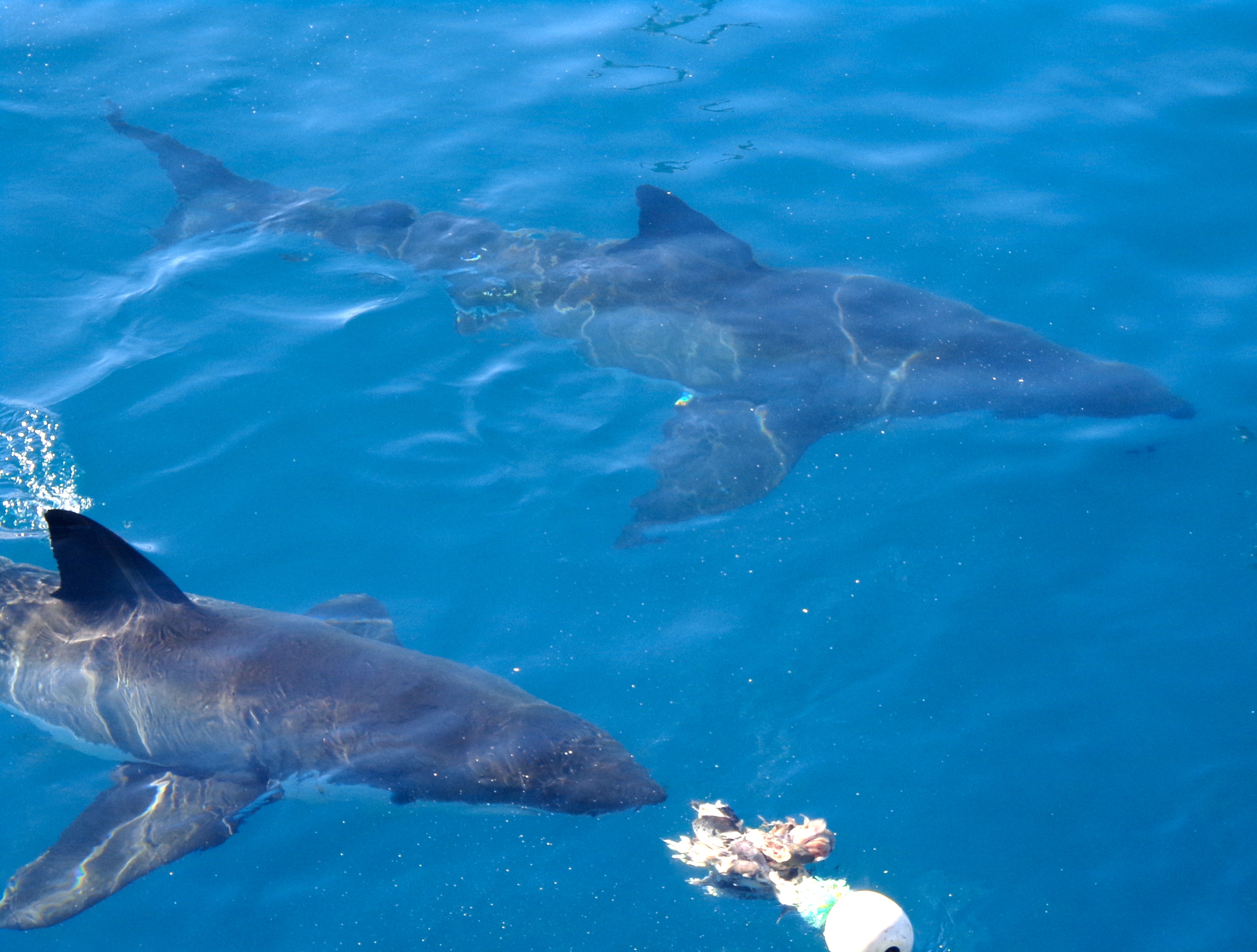 Unbelievable What You Didn’T Know About The Great White Shark Tracker Leebeth – Discover The Shocking Details - zhquwtv