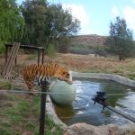 Tiger conservation