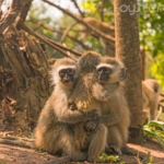 Monkeys hugging each other 