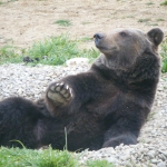 Volunteer with bears in Romania